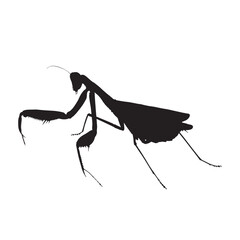 praying mantis on white background vector illustration
