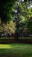 Amazing trees , trees, beautiful trees, Trees, sunlight, green, flowers, tree, park, nature, trees, grass, forest, spring, landscape, summer, leaves, autumn, outdoors, garden, path, lawn, outdoor, sun
