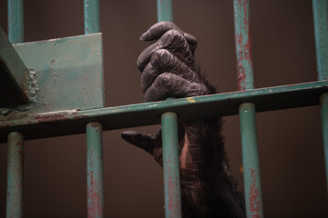 Closeup detail on hand of a monkey, holding on to the bars of cage at the Zoo captivity.
