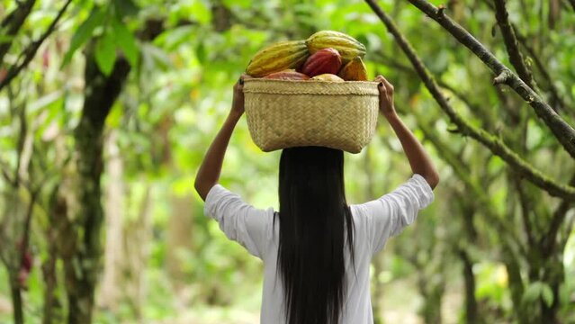 Young female cacao farmer walking away with cacao pods in basket on head on farm