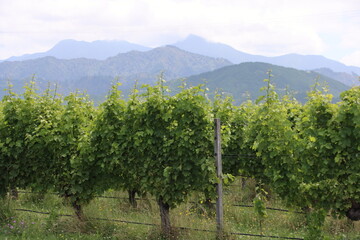 Fototapeta na wymiar Vineyard in the Marlborough region on the South Island of New Zealand.