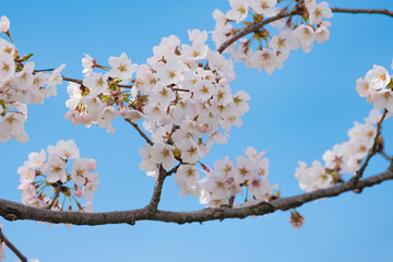 晴れた空と満開の桜