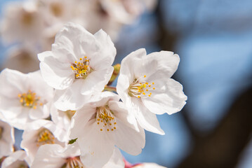 Fototapeta na wymiar 見頃を迎えた桜