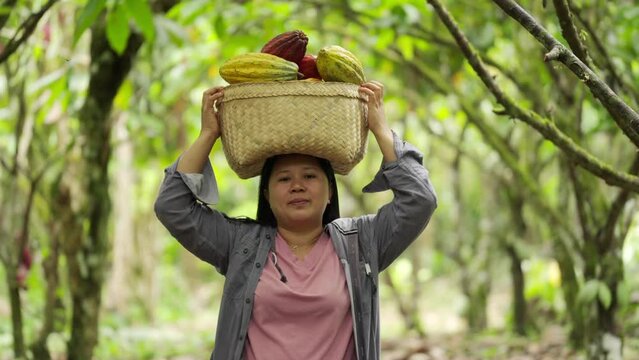 Female cacao farmer walking towards camera with baskets full of pods on plantation. She stops and smiles looking