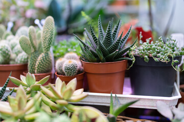 Obraz premium Large set of indoor small plants. Various types of mini cactus, kalanchoe, succulent. House plants in plastic pots. Houseplant store. Flower shop. Landscaping decor interior for home or office.