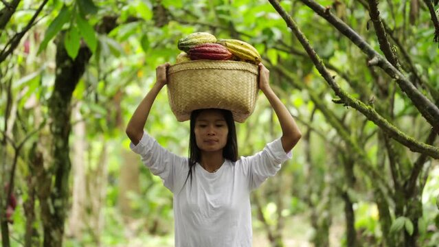 Young female cacao farmer walking towards camera holding pods in basket on head. She stops and smiles looking