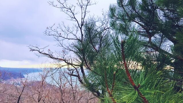 Panoramic view of the Black Sea coast from the mountain through the branches of a coniferous tree.View of the mountainous Black Sea coast through the green branches of pine trees.Sunset on the beach.