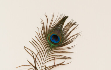 Colourful peacock feathers isolated on white background. Closeup