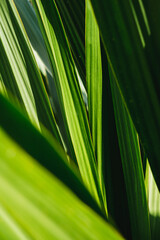 Green palm leaf with sun light