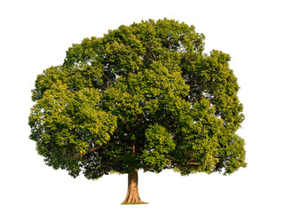 Big tree isolated, object for Environment and Ecology