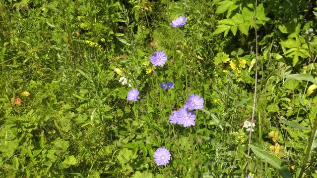 Southern Urals, blooming chicory (Cichorium intybus) in the meadow.