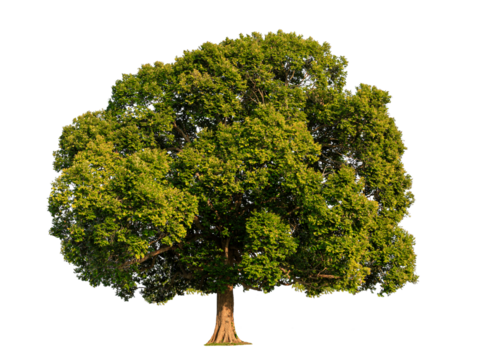 Big tree isolated, object for Environment and Ecology