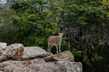 young mountain goat on the rocks
