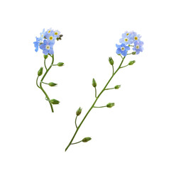 Set of blue forget-me-not flowers isolated on white or transparent background