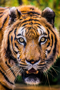 this is a tiger portrait. This menacing tiger have great orange eyes.