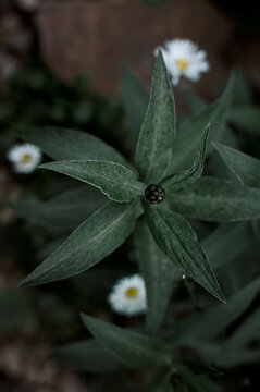 cornflower garden closed bud, spring, cloudy weather, village
