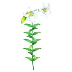 蕾が付いているテッポウユリ。水彩風イラスト。Easter lily with its bud. Watercolor style illustration.