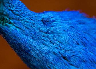 feathers of a male peacock