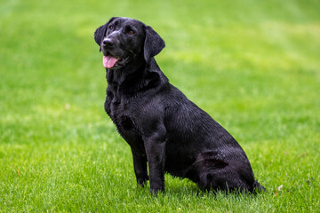 Black Lab retrieving a duck from the water