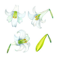 テッポウユリの花頭とつぼみ。水彩風イラスト。 Easter lily flower heads and a bud. Watercolor style illustration.