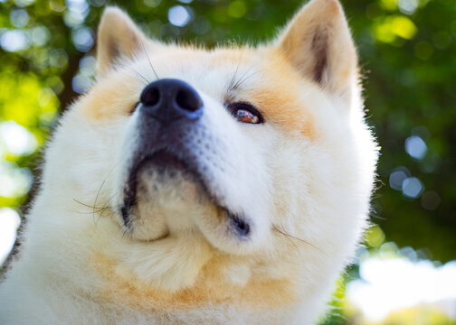 akita inu dog looking defiant in a park