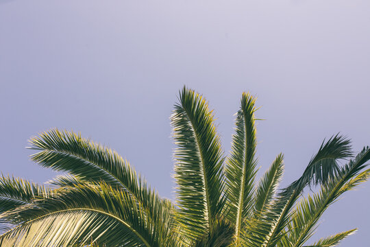 Bottom View Of Palm Tree Leaves