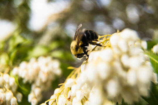 Common Eastern Bumblebee enjoying Jacponicus blooms