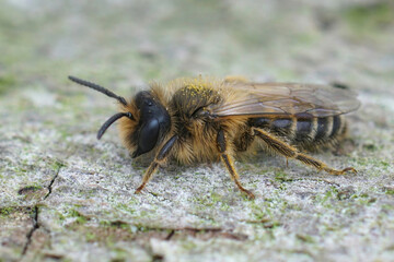 Closeup of a male Yellow-legged Mining Bee, Andrena flavipes on wood