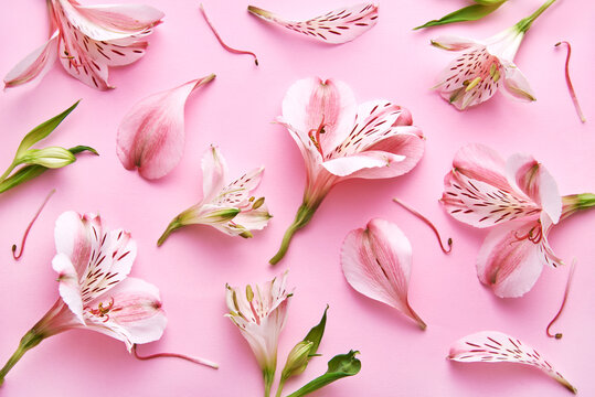 Lily Of The Incas Flower Pattern On A Pink Background. Top View