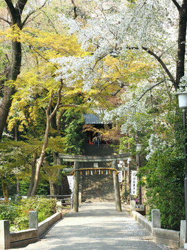 春の仙波東照宮（埼玉県川越市）, Semba Toshogu Shrine, Kawagoe, Japan