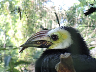 Sulawesi hornbird 