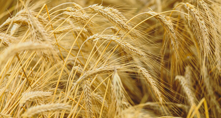Wheat field. The ears of golden wheat are ripe. Beautiful sunset landscape of nature. Rural landscape under bright sunlight. Background of ripening of wheat field ears. The concept of a rich harvest. 