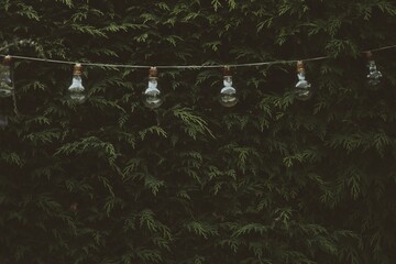 Garden bulb lights hanging in front of fern hedge