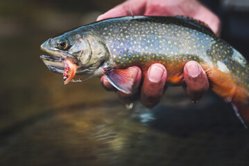 A healthy brook trout with a streamer being held in a man’s hands 