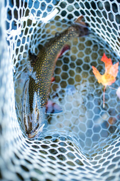 The spotted and colorful back of a Maine brook trout in a net