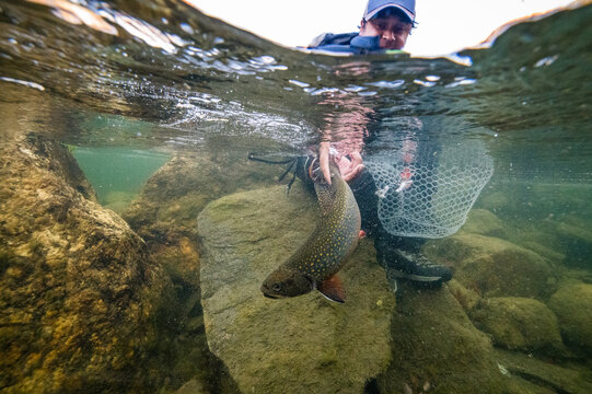 Underwater photo of man releasing a brook trout during foliage season