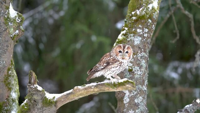Tawny owl landing on a tree branch in winter. Owl arrival in slow motion. Winter forest with snow and bird flying to the perching on a branch. European forest in the cold season.