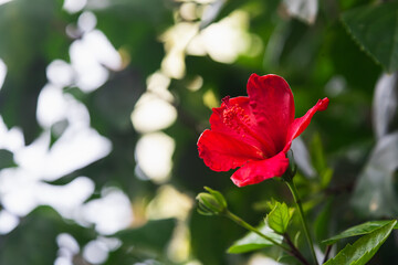 Red  flowers bloom  in garden, soft focus