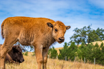 American Bison calf on meadow