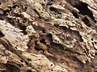  Old weathered logs lying on the forest floor