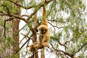 A wild monkey hangs on a tree branch.