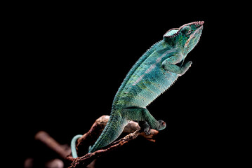 furcifer pardalis nosy  be