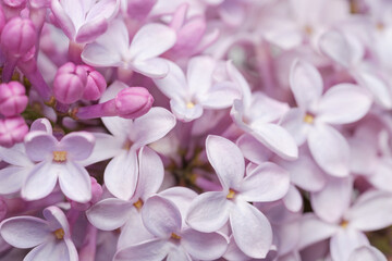 Obraz na płótnie Canvas close up of pink and white flowers lilac