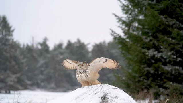 Siberian Eagle Owl landing down to rock with snow in slow motion. Landing touch down with widely spread wings in the cold winter. Wildlife animal scene.