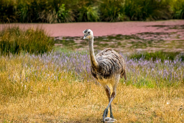 Emu in the open