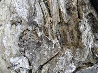 Hi-resolution tree texture background