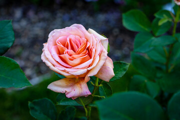 Fragrant Rose in Full Blossom