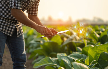 Farmer working in the tobacco field. Man is examining and using digital tablet to management,...