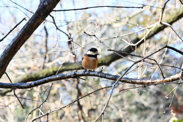 A varied tit. Passerifornes Paridae.
It is an omnivore and eats insects and nuts on trees by holding them with its feet. It is a smart and friendly wild bird.