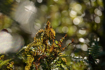 FERN AND DEW - Sunny morning in a forest glade

